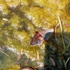 Metardaris cosinga