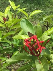 Pelopidas mathias mathias