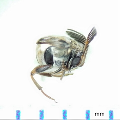 Megacerus cubiculus