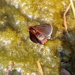 Metardaris cosinga