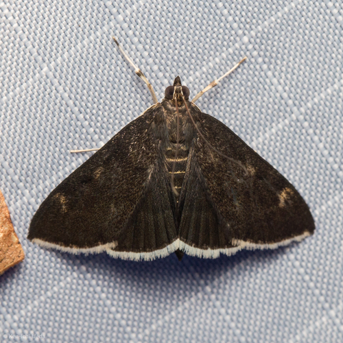 White-fringed Pyrausta Moth photo 2