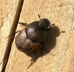 Onthophagus coenobita