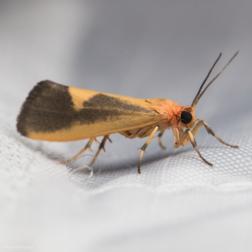Lead-colored Lichen Moth