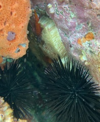 Stramonita haemastoma