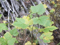 Ribes viscosissimum