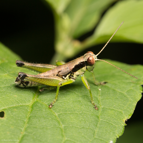 Graceful Grasshopper photo 3