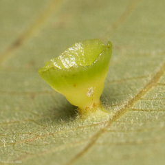 Caryomyia flaticrustum