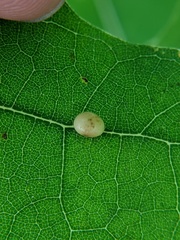 Zopheroteras hubbardi