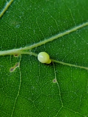 Zopheroteras hubbardi