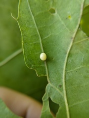 Zopheroteras hubbardi