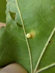 Zopheroteras hubbardi