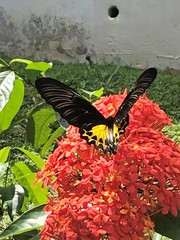 Troides helena cerberus