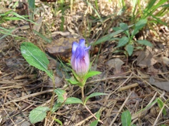 Gentiana catesbaei