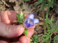 Gentiana catesbaei
