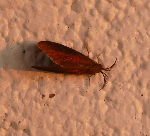 Glover's Bagworm Moth photo 6