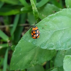 Alagoasa bipunctata perennis