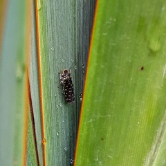 Paraulacizes thunbergi