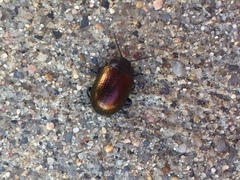 Chrysolina auripennis