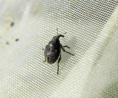 Zacladus geranii
