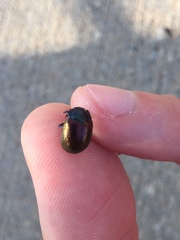 Chrysolina auripennis