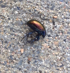 Chrysolina auripennis