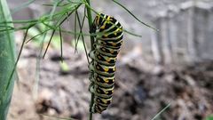 Papilio polyxenes