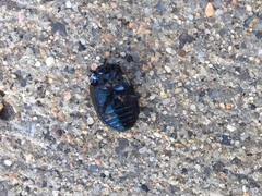 Chrysolina auripennis