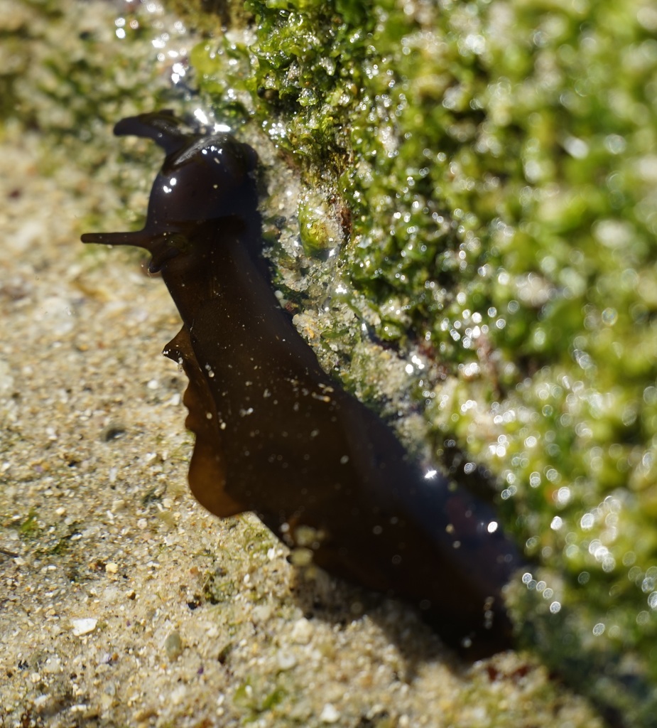 Sucker-foot Sea Hare