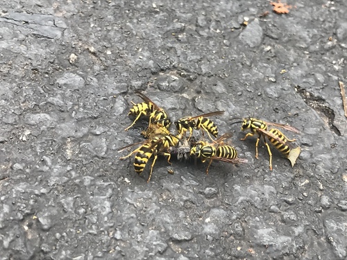 Eastern yellowjacket