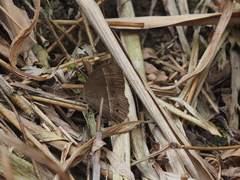 Mycalesis horsfieldi