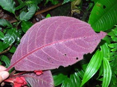 Corytoplectus oaxacensis