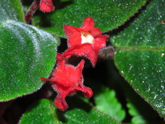 Corytoplectus oaxacensis