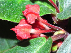 Corytoplectus oaxacensis