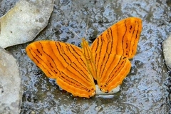 Chersonesia intermedia