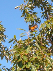 Danaus plexippus