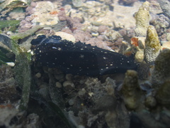Dendrodoris