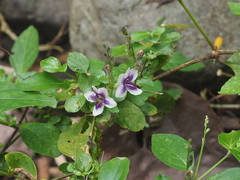 Asystasia indica