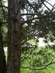 Calocedrus decurrens