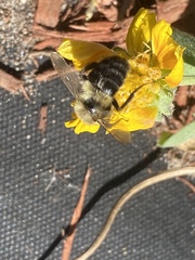 Bombus impatiens