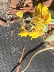 Bombus impatiens