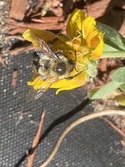 Bombus impatiens