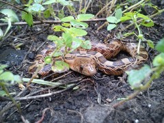 Pituophis deppei deppei