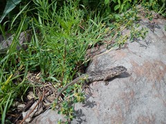 Sceloporus scalaris