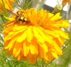 Xanthocampsomeris limosa