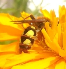 Xanthocampsomeris limosa