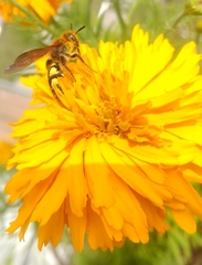 Xanthocampsomeris limosa