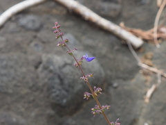 Coleus monostachyus