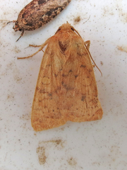 Xylenini