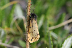 Setina roscida