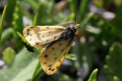 Setina roscida